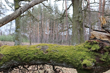 Moss covered fallen tree trunk in forest landscape