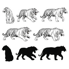 Tigers set with multiple poses and black silhouettes in line art featuring tiger, white tiger, big cat with feline and animal elements for predator, © Carlos