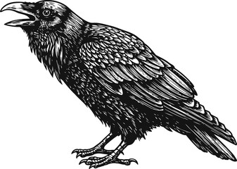 Fototapeta premium Detailed black raven illustration with open beak, perched bird with textured feathers and sharp claws