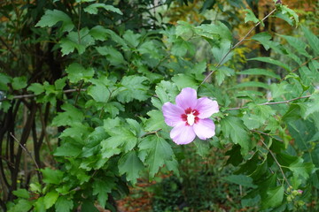 One pink flower of Hibiscus syriacus with rain drops in August © Anna