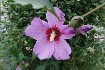 Honey bee pollinating pink flower of Hibiscus syriacus in August © Anna