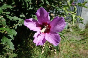 Pink flower of Hibiscus syriacus with bee in August © Anna