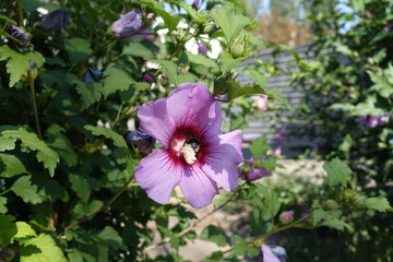 Insect pollinating pink flower of Hibiscus syriacus in mid September © Anna