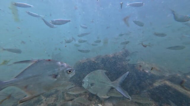 Underwater view of diverse saltwater fish including jacks, grunt, and sardines swimming in shallow Caribbean waters near Los Roques Archipelago, Venezuela, Atlantic ocean.