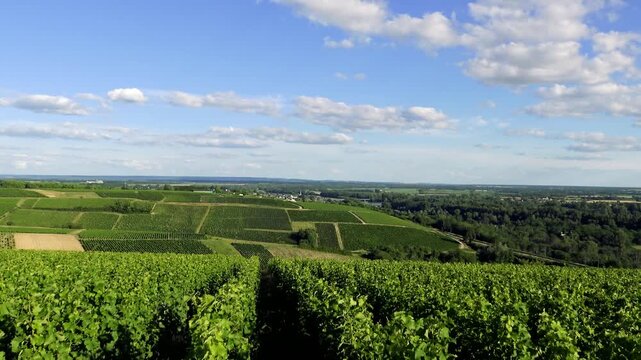 Lush green vineyards stretch across rolling hills under a bright blue sky in Pouilly sur Loire, France. Scenic countryside view with rows of grapevines and patchwork fields.