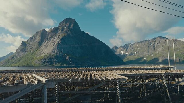 Arctic cod hang on traditional wooden drying racks in Lofoten, Norway, curing naturally in cold wind and sun using the historic hjell method of fish preservation, mountains in background