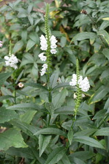 Obraz premium Racemes of white flowers of Physostegia virginiana in July
