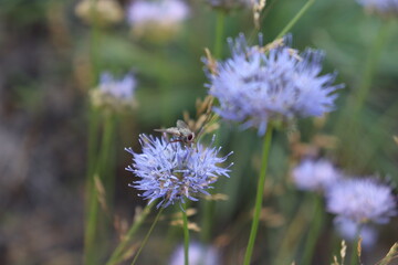 Fly on blue wildflower in natural summer meadow