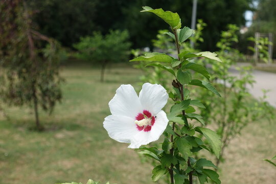 Erect branch of Hibiscus syriacus with white crimsoneyed flower in August