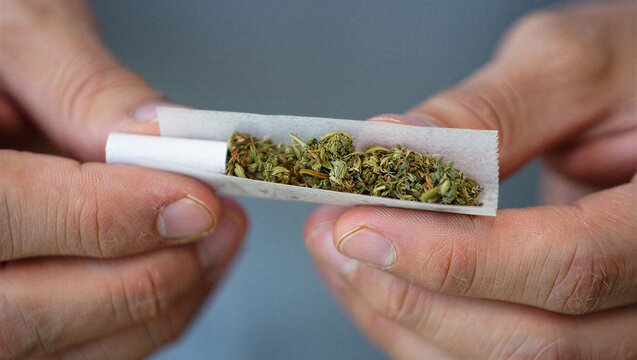Close-up of hands rolling a marijuana joint with cannabis in rolling paper.