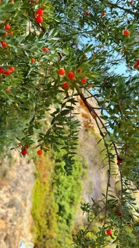 Butcher's broom plant with red berries growing on rocky cliff. Close-up of Ruscus aculeatus with small green leaves and bright red round berries against blurred stone background.