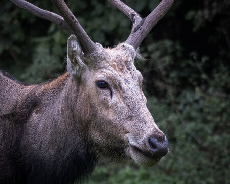 Close up portrait of a Pere Davids deer stag with distinctive antlers standing in a green forest environment. Rare and protected deer species photographed in a natural reserve, symbolizing wildlife