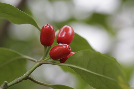 Aucuba japonica shrub ripe red berries and green leaves, Japanese Aucuba