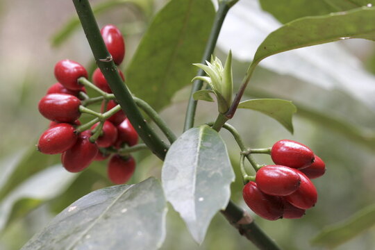 Aucuba japonica shrub ripe red berries and green leaves, Japanese Aucuba