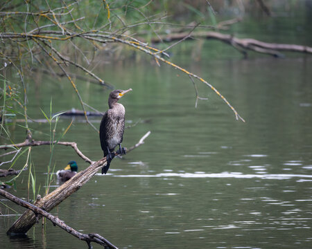 Group of great cormorants perched on wooden posts above a calm lake. One bird spreading its wings to dry feathers, creating a classic wildlife behavior scene. Natural waterbird habitat with