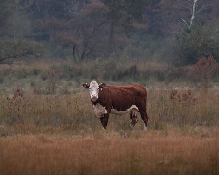 Hereford cow standing alone in open grassland with autumn colors. Rural livestock scene showing traditional cattle farming, nature management and grazing animal in a natural meadow environment. Ideal