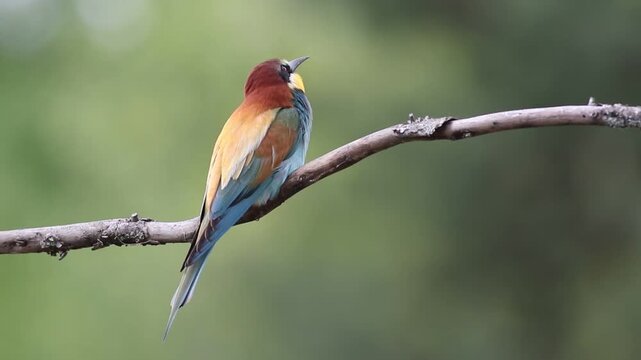 European bee-eater, merops apiaster. A bird sits on a branch, calls. Beautiful background