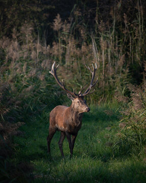 Red deer stag with large antlers standing in tall grass and reeds in a natural wetland habitat. Wildlife scene showing European deer in autumn light, symbolizing nature, wilderness, strength and