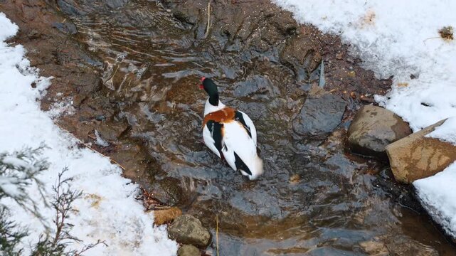 Common shelduck walking in shallow water with snowy edges. Tadorna tadorna standing in stream surrounded by snow in winter environment.