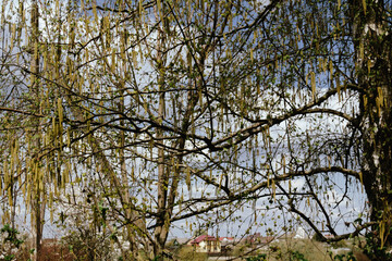 Obraz premium Spring birch catkins on branch without leaves on blue sky background. Birch catkin as Allergy trigger, banner. A green leaf, a new shoot in a garden or city. The awakening and blossoming of nature.
