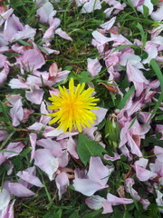 Taraxacum officinale © Gabriela