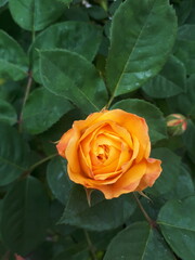 Golden Celebration © Gabriela