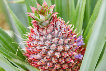 Young Pineapple Growing on a Plant