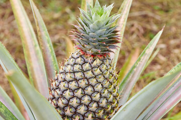 Young Pineapple Growing on a Plant