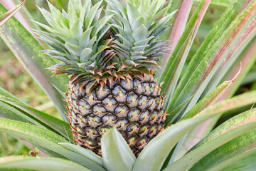 Young Pineapple Growing on a Plant