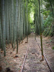 竹林の中の廃線跡