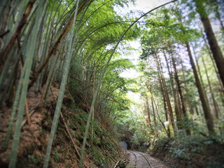 竹林の中の廃線跡