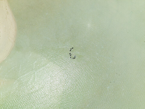 Aerial view of the serene shallow turquoise waters surrounding a small island with a pristine sandy beach, Karimunjawa, Central Java, Indonesia.