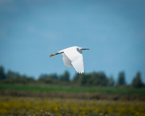 Fototapeta premium Elegant little egret standing on a moss covered riverbank surrounded by lush green vegetation, reflected softly in the calm water surface. The bright white plumage contrasts beautifully with the deep