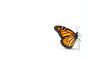 Monarch Butterfly Isolated on White Background with Copy Space