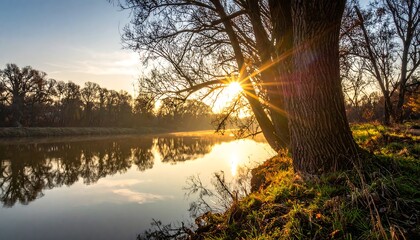 Obraz premium Serene river landscape at dawn, with sunlight shining through a tree's branches