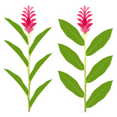 Flat style illustration of two varieties of red ginger