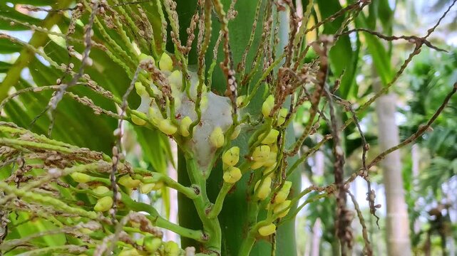 A macro view of red ants crawling over arecanut buds covered in a delicate doily spider web