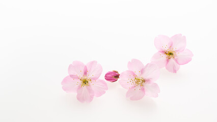 白い背景のサクラの花