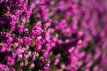 Fototapeta premium Macro close up of a pollinating honey bee (Apis mellifera) collecting nectar from colorful pink-magenta winter heather flowers in german Garden in early spring season. 