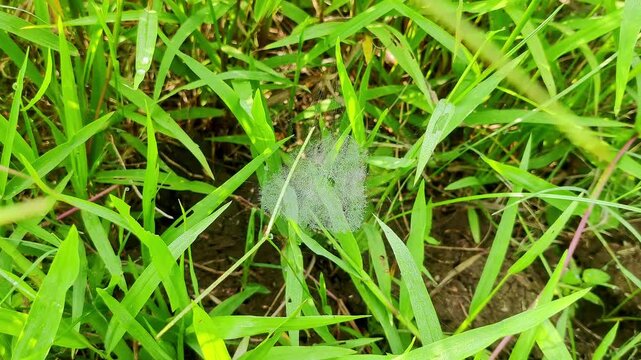 closeup view of a bowl and doily spider web on grass early in the morning