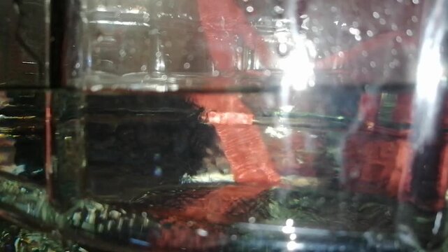 Homemade alcohol production, alcohol dripping into a bottle, alcohol distillation