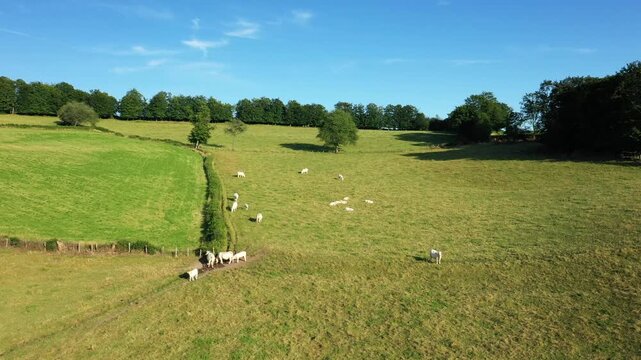 Aerial view of white cows grazing on a green pasture in the Morvan region of France, surrounded by rolling fields and trees under a clear blue sky.