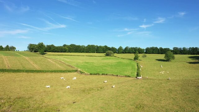 Aerial view of cows grazing on green rolling hills in the Morvan region of France under a clear blue sky. Peaceful rural landscape with open fields and scattered trees.