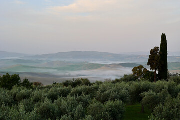 Obraz premium Autumn Mist Over Tuscan Hills and Olive Groves near Pienza