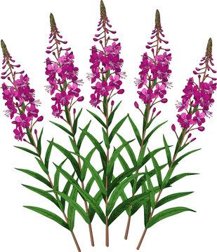 Create a realistic Set of Epilobium angustifolium (also known as fireweed or rosebay willowherb) flowering frontal isolated png on a transparent background perfectly cutout high resolution vector art 