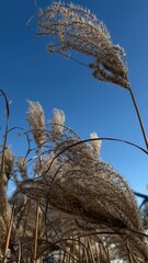 Fototapeta premium Golden Reed Grass Swaying in Wind Against Clear Blue Sky Minimal Nature Background