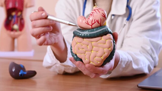 woman gastroenterologist holds anatomical model of gastrointestinal tract, including intestines, gallbladder, and stomach and explains structure of internal organs to patient. Stomach ulcers, cancer, 