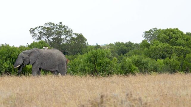 African elephant feeding on green vegetation while a giraffe walks behind through dense savannah bushes in its natural habitat in Kenya
