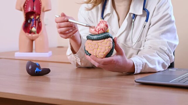 woman gastroenterologist holds anatomical model of gastrointestinal tract, including intestines, gallbladder, and stomach and explains structure of internal organs to patient. Stomach ulcers, cancer, 