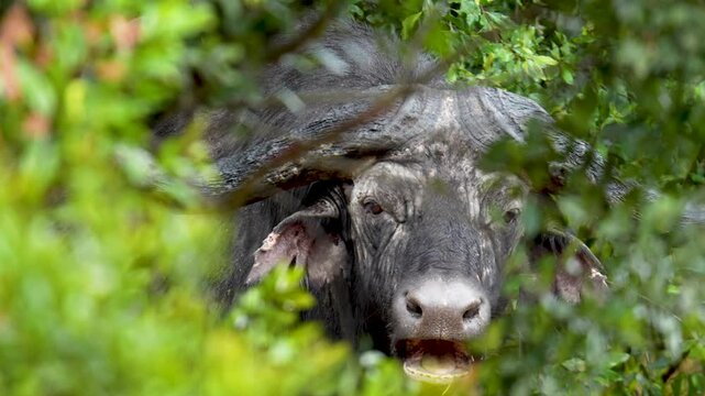 Solitary Cape buffalo partially hidden in thick green bush chewing cud and watching cautiously in its natural habitat in Kenya